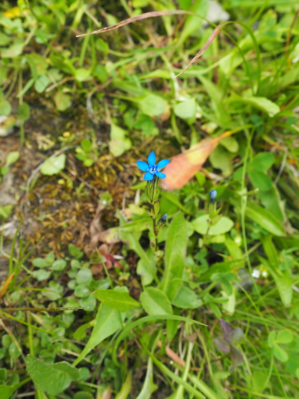 horec snežný Gentiana nivalis L.