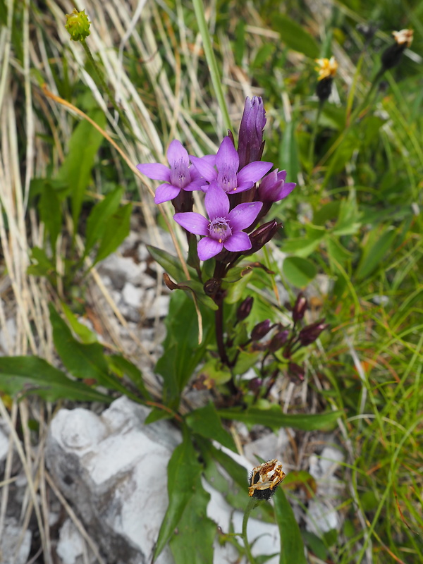 horček žltkastý tatranský Gentianella lutescens subsp. tatrae (Ronniger) Holub