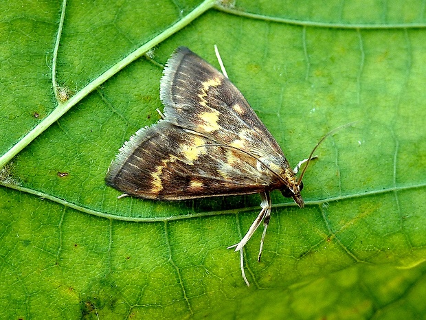 vijačka kukuričná Ostrinia nubilalis