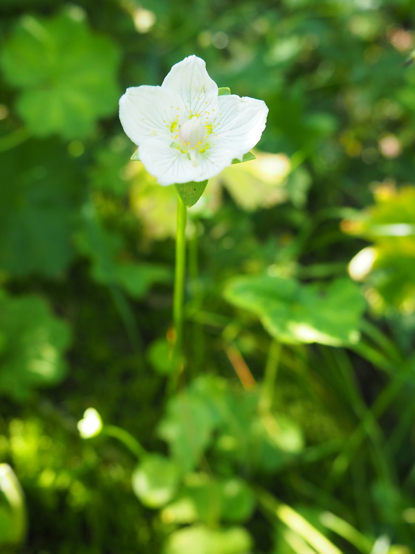 bielokvet močiarny Parnassia palustris L.