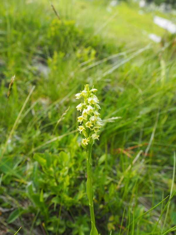 bieloprst belavý Pseudorchis albida (L.) Á. Löve et D. Löve