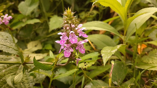 čistec močiarny Stachys palustris L.