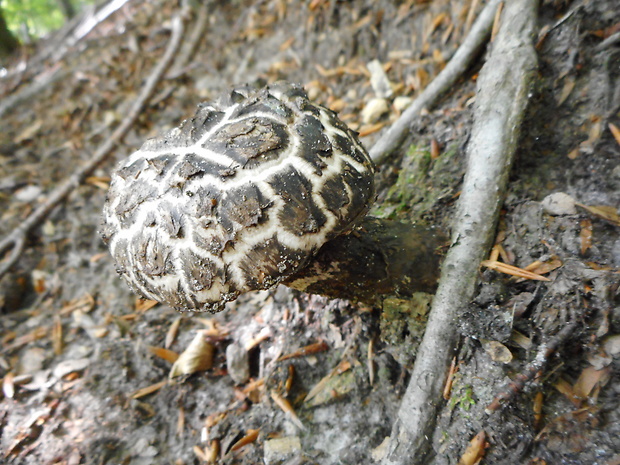 šiškovec šupinatý Strobilomyces strobilaceus (Scop.) Berk.