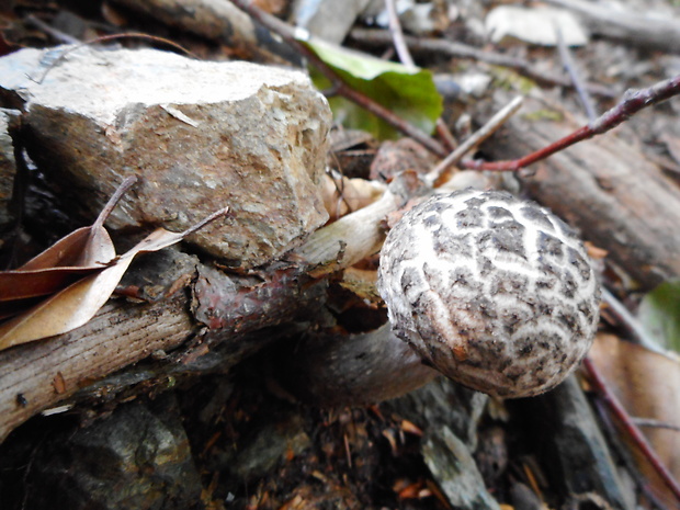 šiškovec šupinatý Strobilomyces strobilaceus (Scop.) Berk.