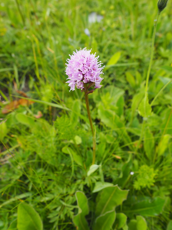 pavstavač hlavatý Traunsteinera globosa (L.) Reichenb.