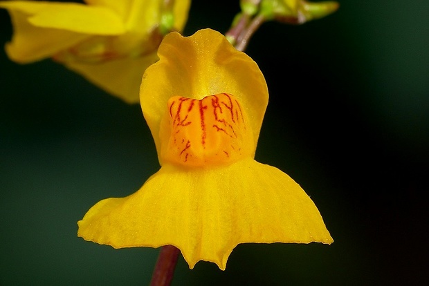 bublinatka nebadaná Utricularia australis R. Br.