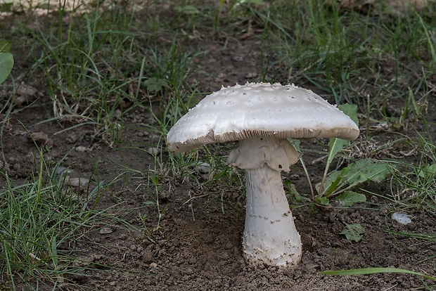 muchotrávka ostnatá Amanita echinocephala (Vittad.) Quél.