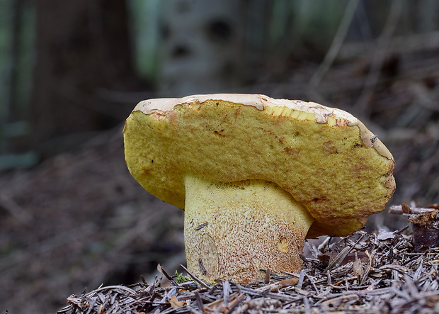 hríb horský Butyriboletus subappendiculatus (Dermek, Lazebn. & J. Veselský) D. Arora & J.L. Frank