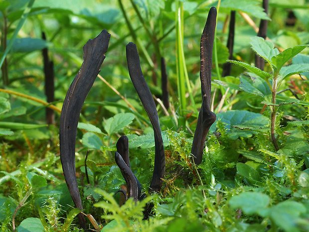 kyjačik Clavaria atrofusca Velen.