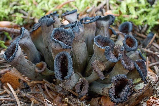 lievik trúbkovitý Craterellus cornucopioides (L.) Pers.