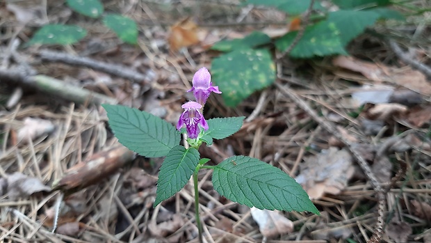 konopnica páperistá Galeopsis pubescens Besser