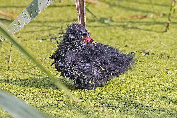 sliepočka vodná  Gallinula chloropus