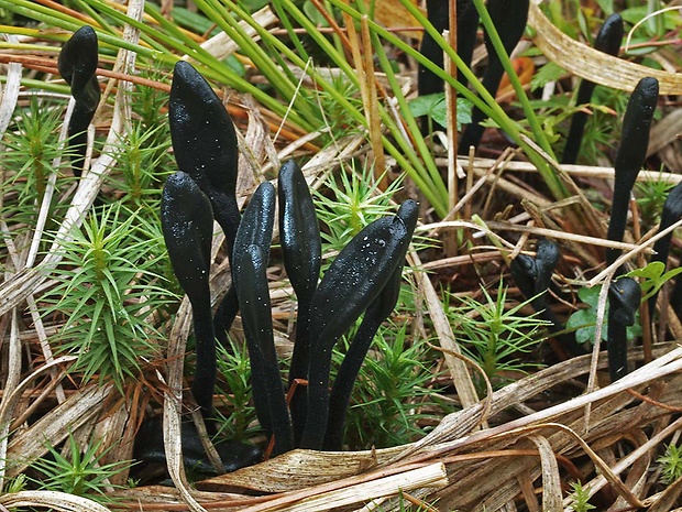 pajazýček Walterov Trichoglossum walteri (Berk.) E.J. Durand