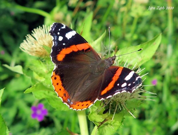 babôčka admirálska Vanessa atalanta