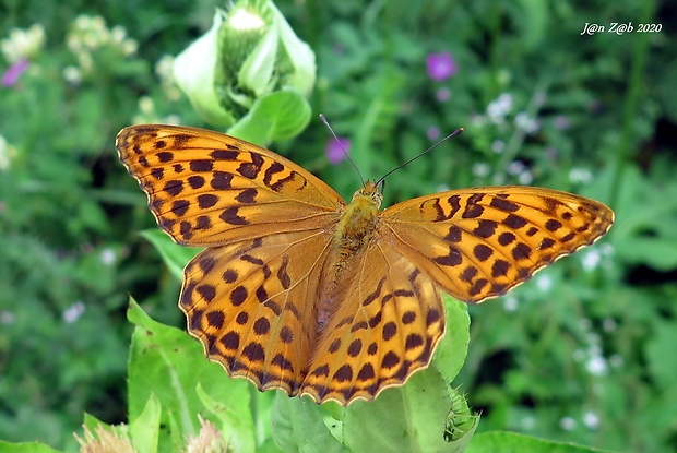 perlovec striebristopásavý Argynnis paphia  Linnaeus, 1758