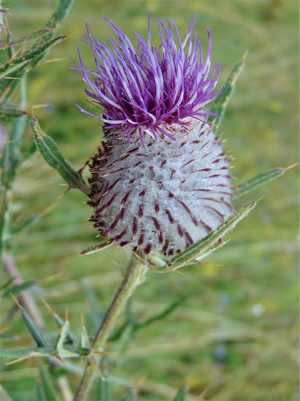 pichliač bielohlavý Cirsium eriophorum (L.) Scop.