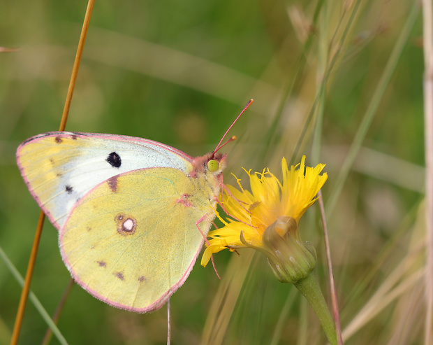 žltáčik podkovkový ♀️ Colias alfacariensis