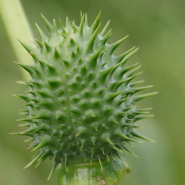 durman obyčajný Datura stramonium L.