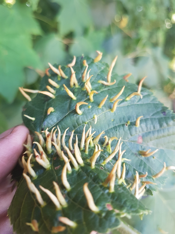 vlnovník lipový Eriophyes tiliae