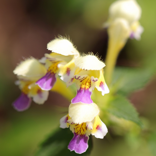 konopnica úhľadná Galeopsis speciosa Mill.