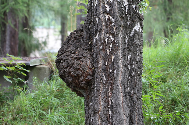 ryšavec šikmý Inonotus obliquus (Ach. ex Pers.) Pilát