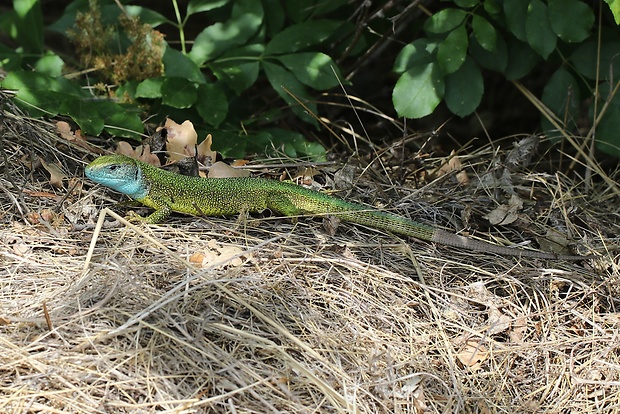 jašterica zelená Lacerta viridis