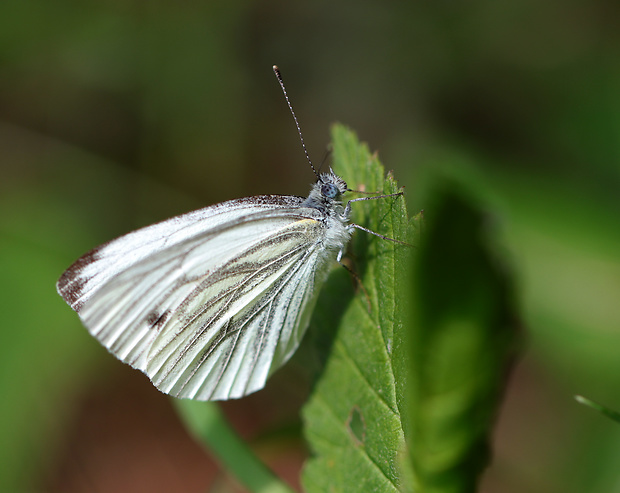 mlynárik repkový Pieris napi