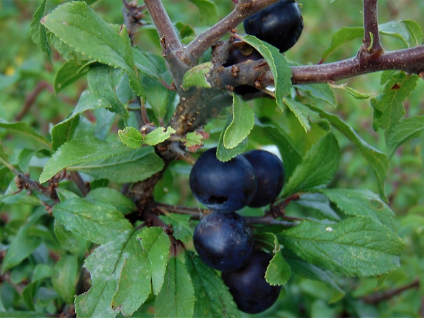 trnka obyčajná Prunus spinosa L.