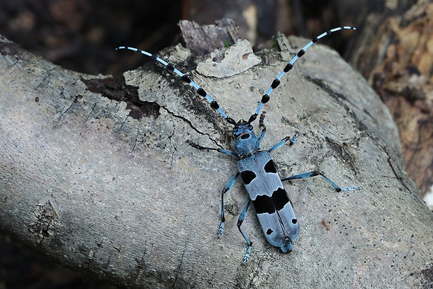 fuzač alpský Rosalia alpina