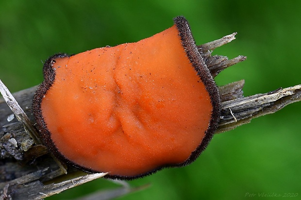 štítovnička Scutellinia sp.