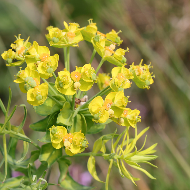 mliečnik chvojkový Tithymalus cyparissias (L.) Scop.