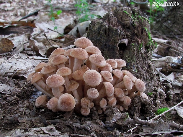 podpňovka bezprsteňová Armillaria socialis (DC.) Fayod