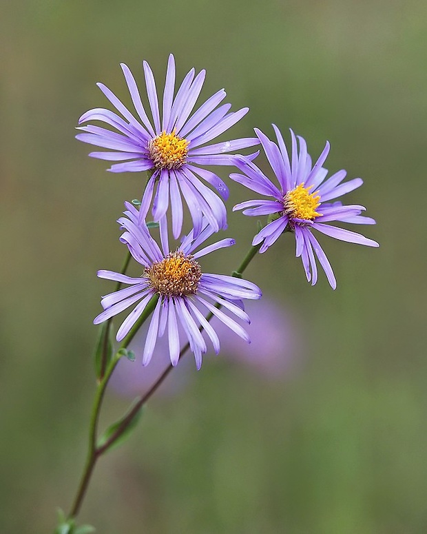 astra spišská Aster amelloides Besser