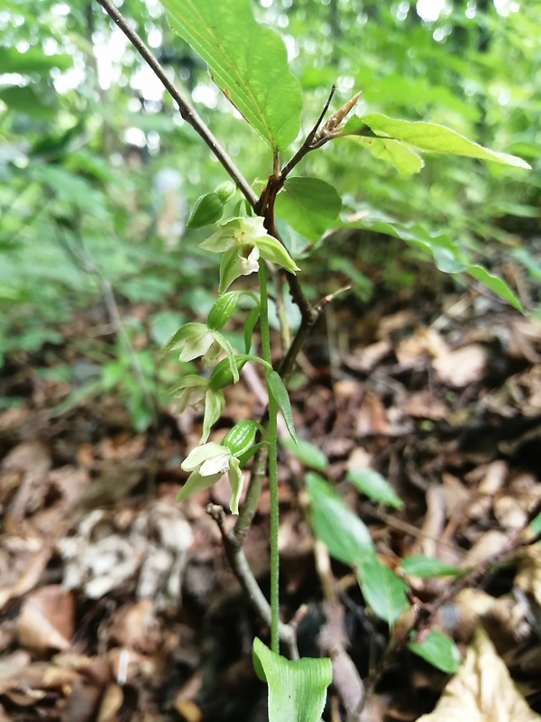 kruštík tallošov Epipactis tallosii Molnár et Robatsch