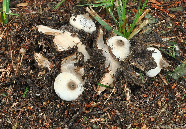 hviezdovka golierikovitá Geastrum striatum DC.