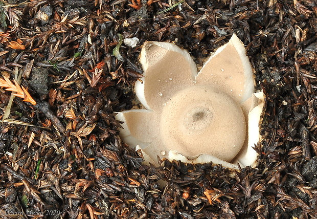 hviezdovka golierikovitá Geastrum striatum DC.