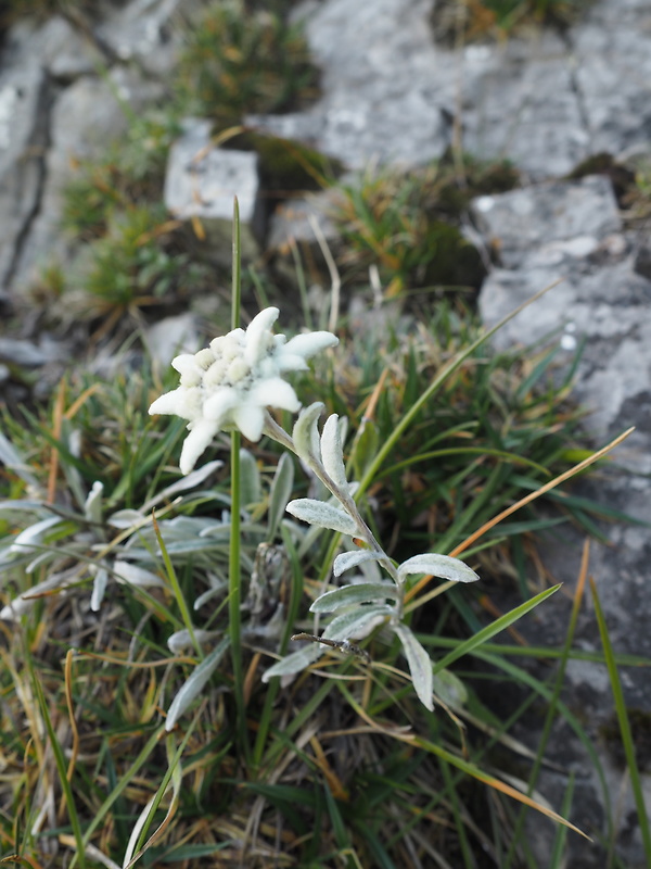 plesnivec alpínsky Leontopodium alpinum Cass.