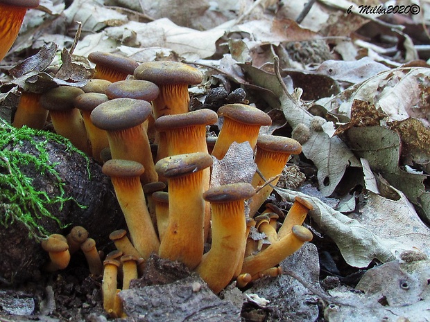 kališník hnedooranžový Omphalotus olearius (DC.) Singer