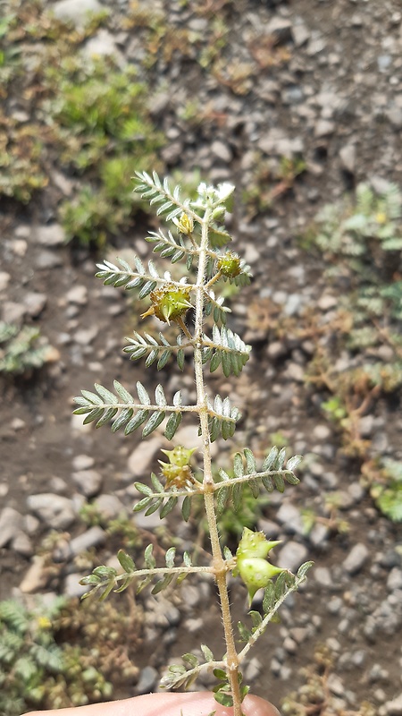 kotvičník zemný Tribulus terrestris L.