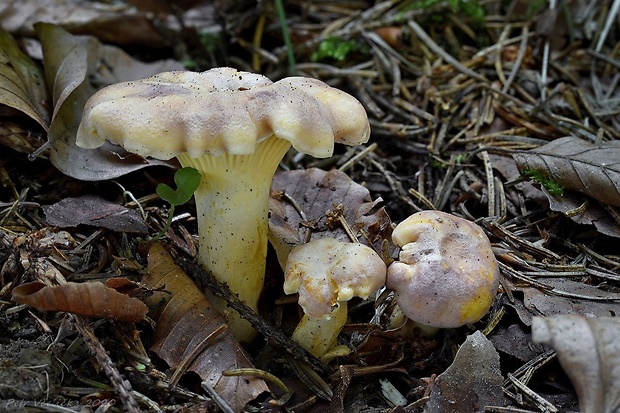 kuriatko jedlé ametystové Cantharellus amethysteus (Quél.) Sacc.