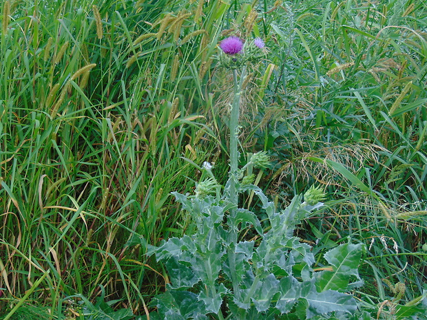 pichliač Cirsium ligulare Boiss.