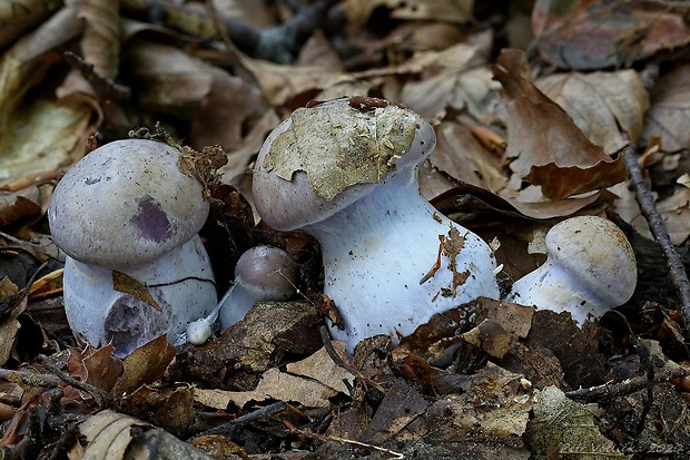 pavučinovec Cortinarius sp.