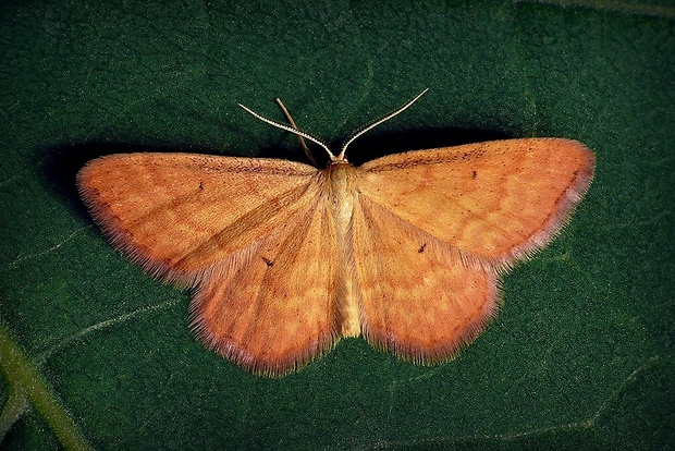 piadica hlinožltá (sk) / žlutokřídlec hlinožlutý (cz) Idaea serpentata Hufnagel, 1767