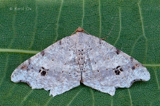 listnatka Macaria sp.