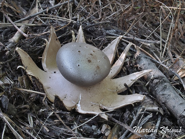 mnohokrčka dierkovaná Myriostoma coliforme (Dicks.) Corda