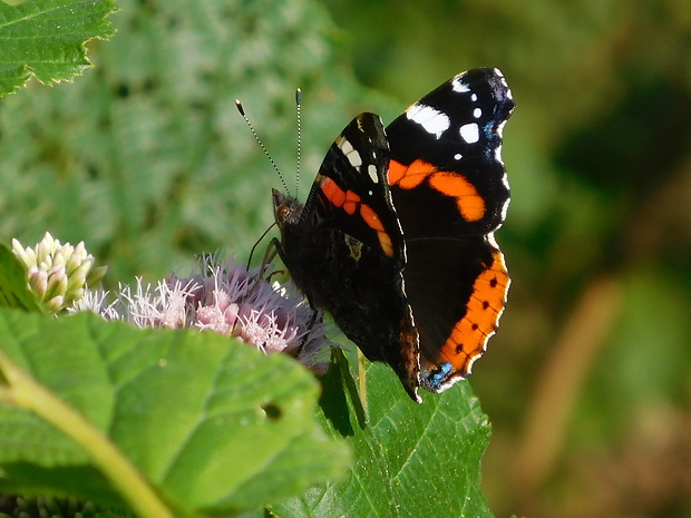 babôčka admirálska Vanessa atalanta  (Linnaeus, 1758)