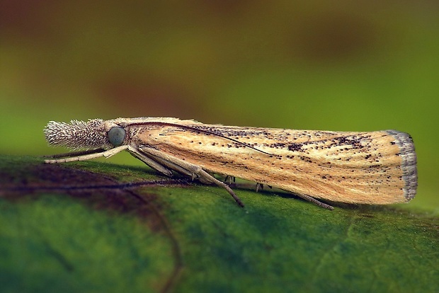 trávovec prúžkatý (sk) / travařík (cz) Agriphila inquinatella Denis & Schiffermüller, 1775