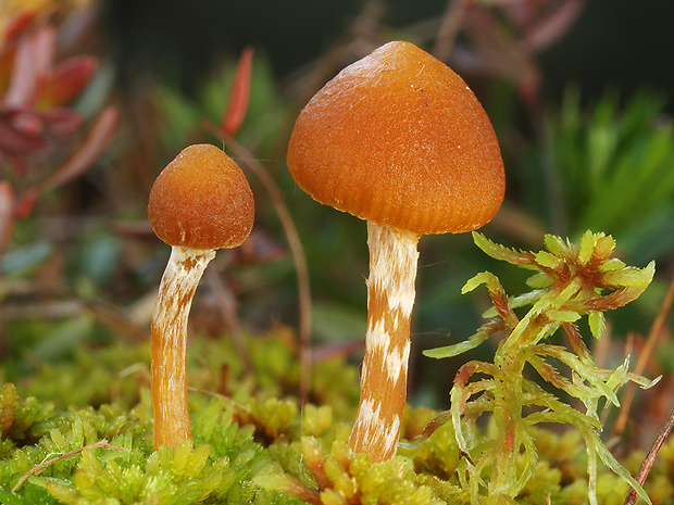 kapucňovka močiarna Galerina paludosa (Fr.) Kühner