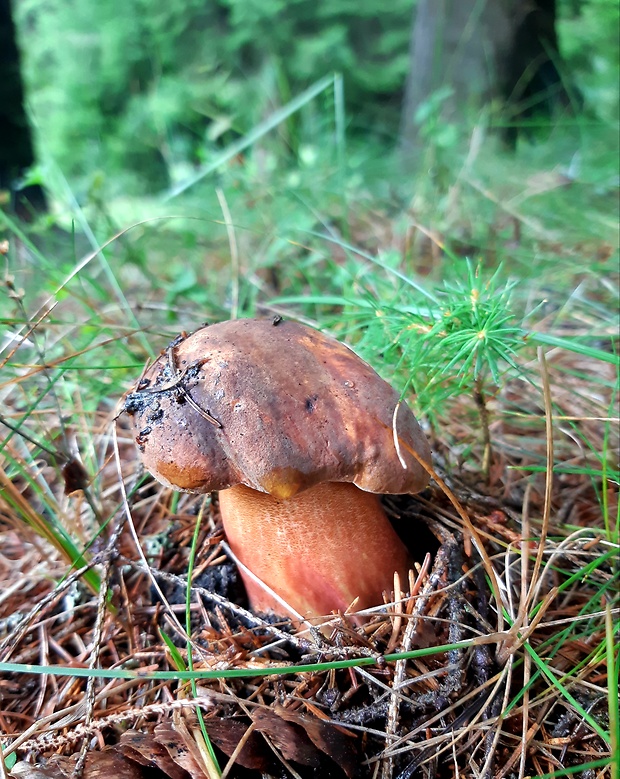 hríb zrnitohlúbikový Sutorius luridiformis (Rostk.) G. Wu & Zhu L. Yang