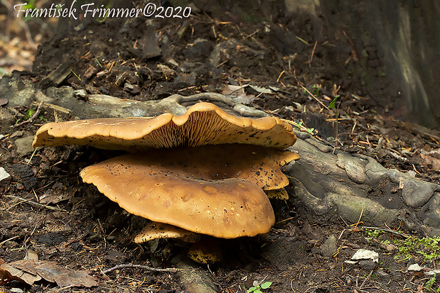 čírovec červenožltý Tricholomopsis rutilans (Schaeff.) Singer